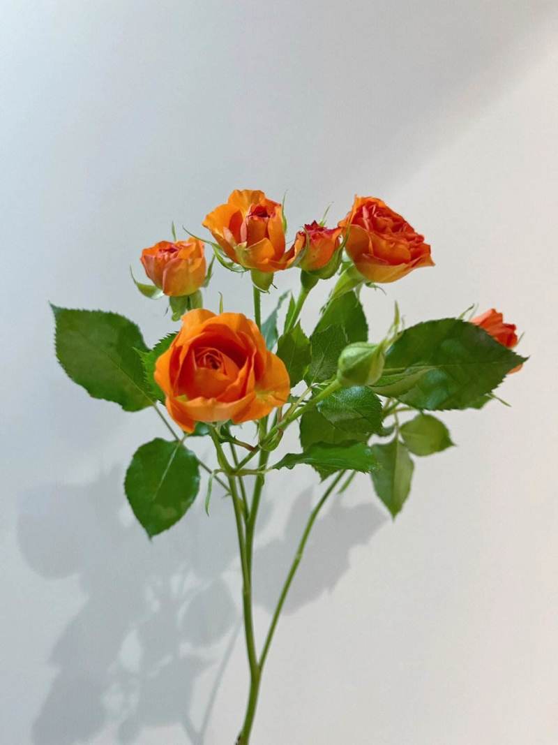 橙色芭比多头玫瑰鲜花蔷薇鲜花真花家用花束昆明基地直发