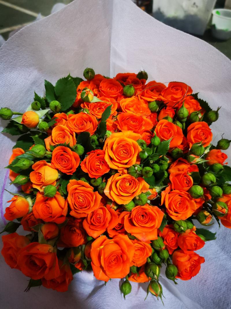 橙色芭比多头玫瑰鲜花蔷薇鲜花真花家用花束昆明基地直发