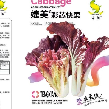 彩芯快菜种子，500粒杂交，叶片紫红油亮