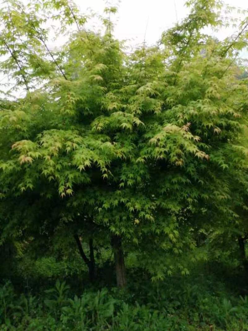 大量供应鸡爪槭树，工程苗