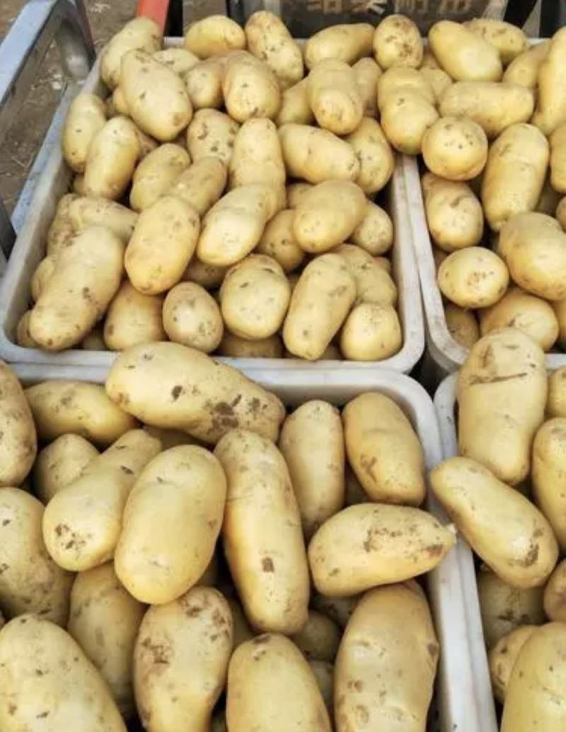 河南土豆精品沃土土豆大量上货产地直供量大从优