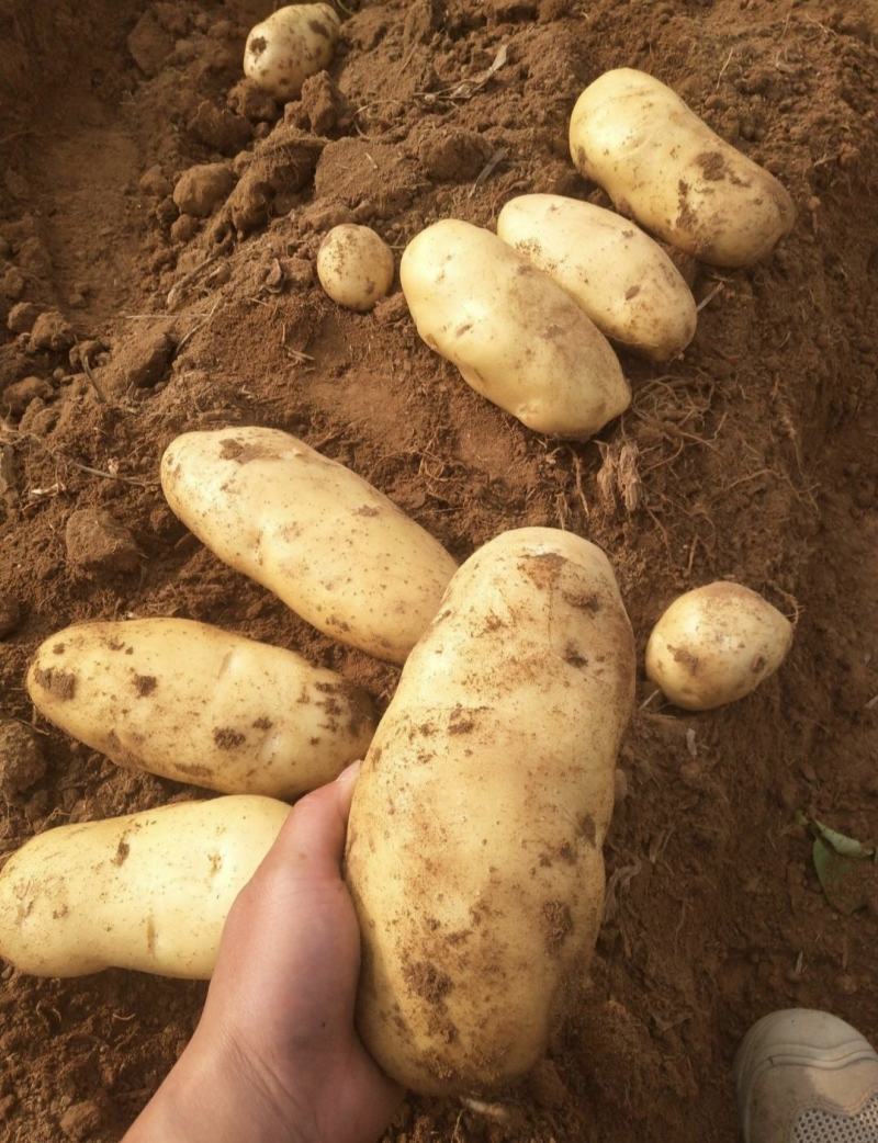 河南土豆精品沃土土豆大量上货产地直供量大从优