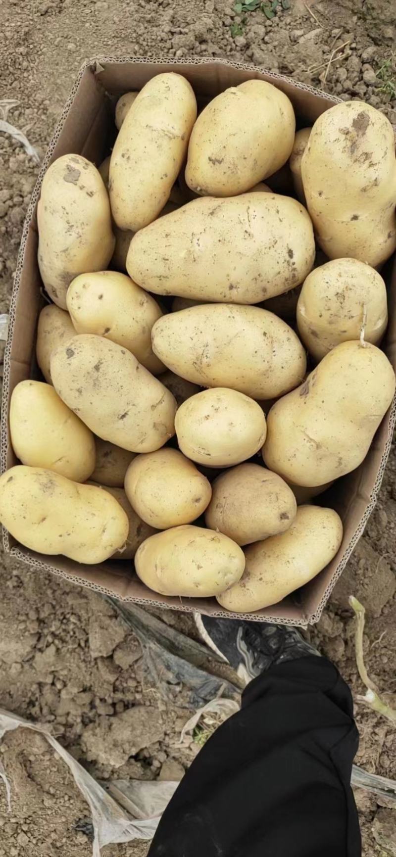 河南土豆精品沃土土豆大量上货产地直供量大从优
