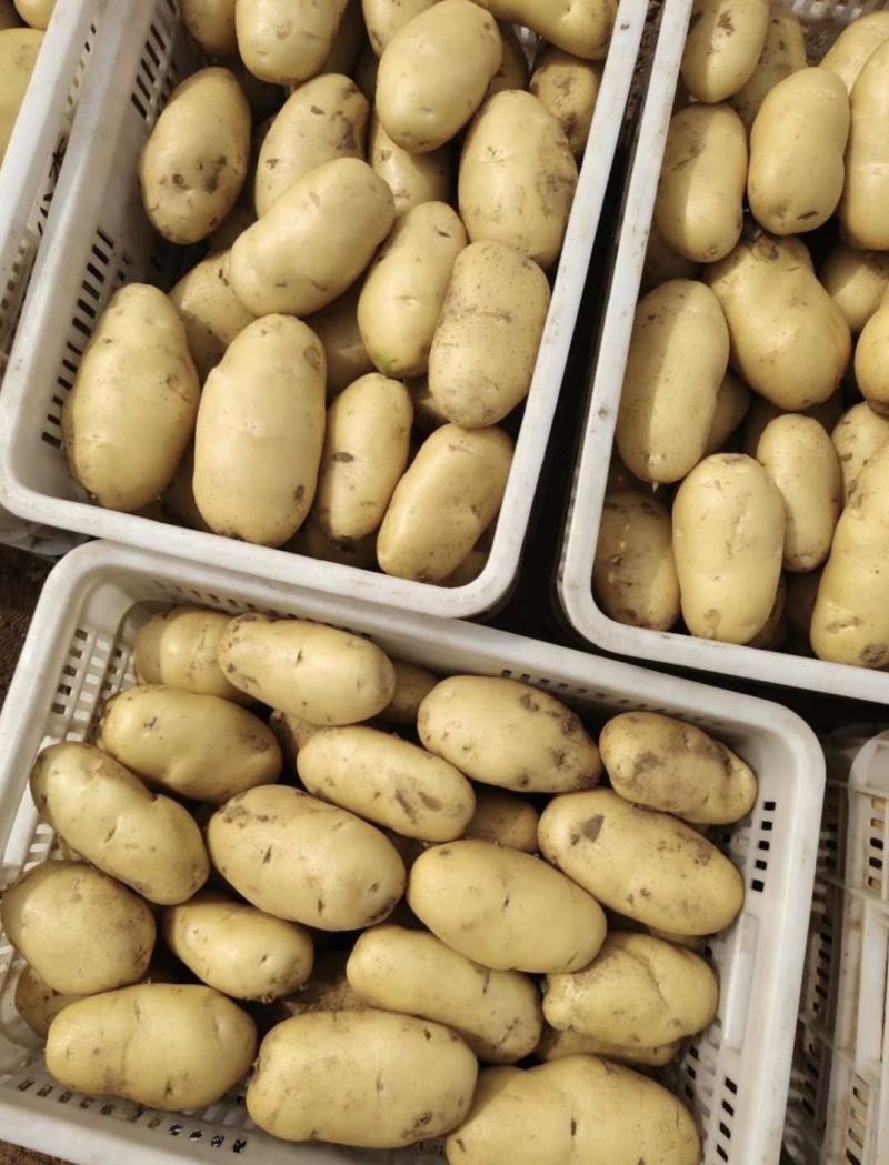 河南土豆精品沃土土豆大量上货产地直供量大从优