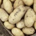 河南土豆精品沃土土豆大量上货产地直供量大从优