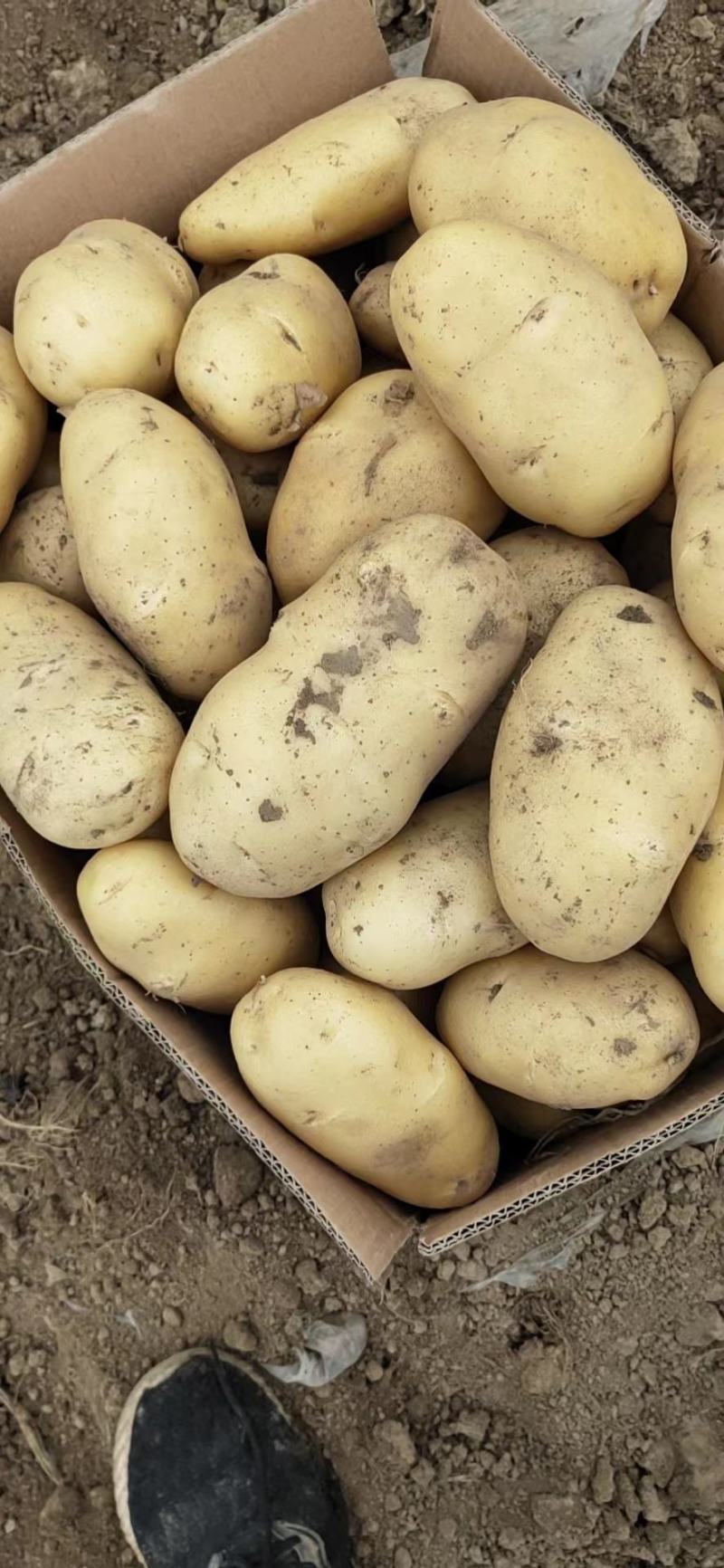 河南土豆精品沃土土豆大量上货产地直供量大从优