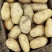 河南土豆精品沃土土豆大量上货产地直供量大从优