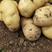 河南土豆精品沃土土豆大量上货产地直供量大从优