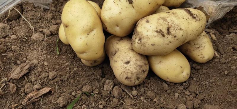 河南土豆精品沃土土豆大量上货产地直供量大从优