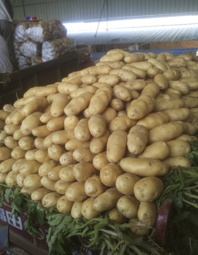 河南土豆精品沃土土豆大量上货产地直供量大从优