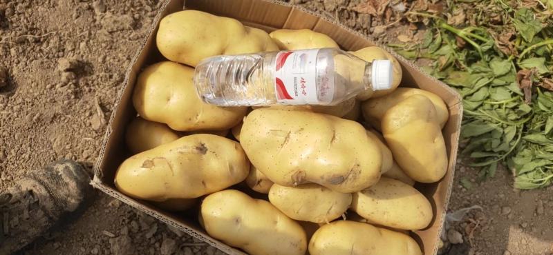 河南土豆精品沃土土豆大量上货产地直供量大从优