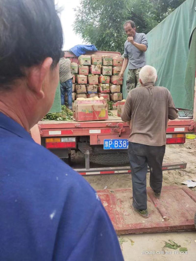 河南土豆精品沃土土豆大量上货产地直供量大从优