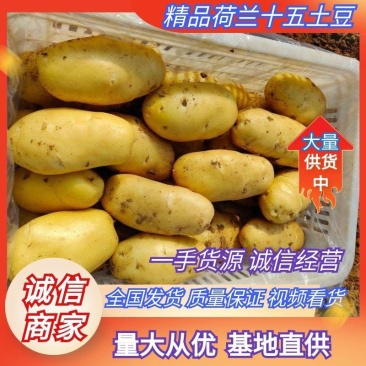 河南土豆精品沃土土豆大量上货产地直供量大从优