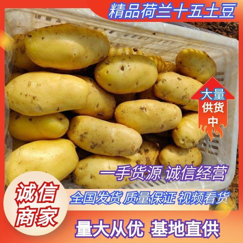 河南土豆精品沃土土豆大量上货产地直供量大从优