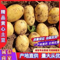 河南精品沃土土豆黄心土豆产地一手货源可供全国