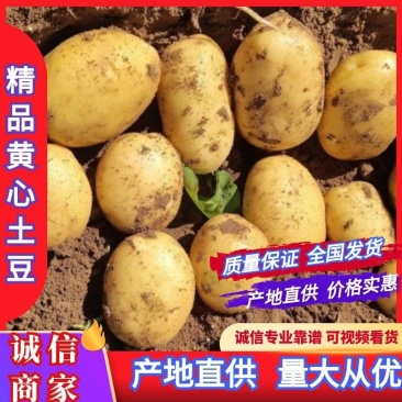 河南精品沃土土豆，黄皮，黄心。产地一手货源可供全国