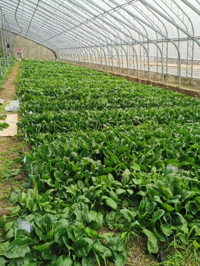 菠菜种子墨绿色菠菜品种种子