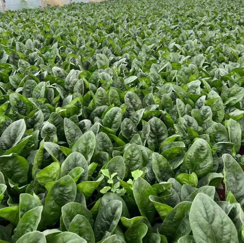 菠菜种子墨绿色菠菜品种种子
