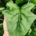 菠菜种子墨绿色菠菜品种种子