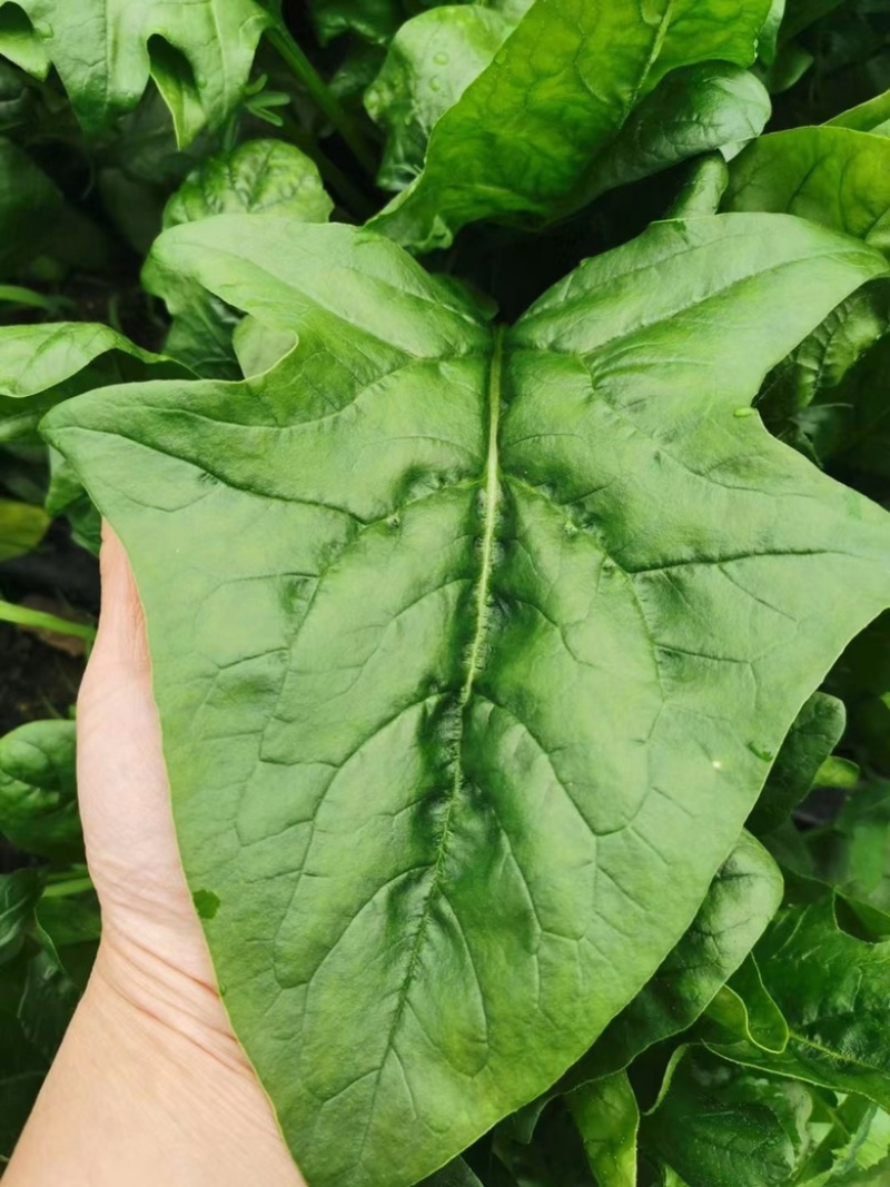 菠菜种子墨绿色菠菜品种种子