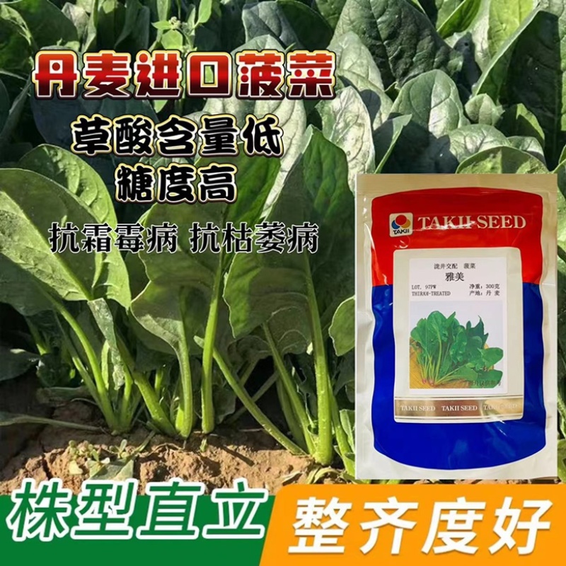 菠菜种子墨绿色菠菜品种种子
