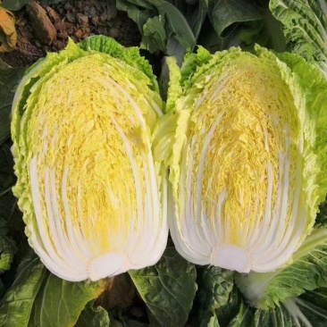 白菜无苔无烧心矮颗厚叶耐运输大棚菜，小公棚菜，露天大量