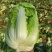 白菜无苔无烧心矮颗厚叶耐运输大棚菜，小公棚菜，露天大量