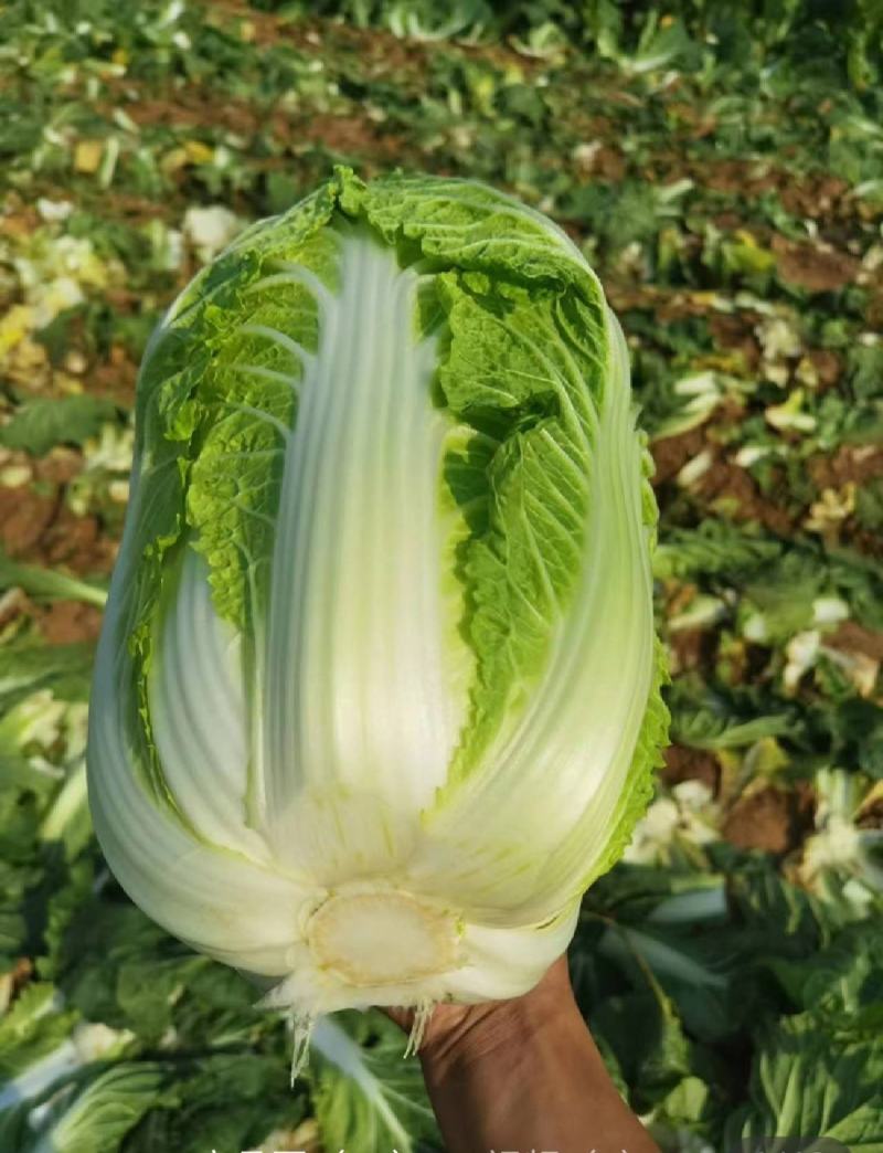 白菜无苔无烧心矮颗厚叶耐运输大棚菜，小公棚菜，露天大量