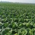白菜无苔无烧心矮颗厚叶耐运输大棚菜，小公棚菜，露天大量