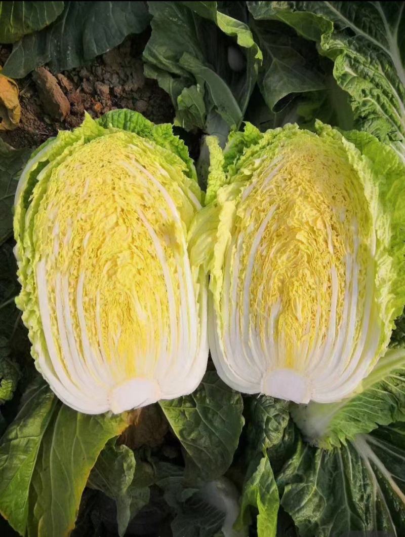 白菜无苔无烧心矮颗厚叶耐运输大棚菜，小公棚菜，露天大量