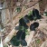 野生金线莲鲜货一手货源大量上市需要联系