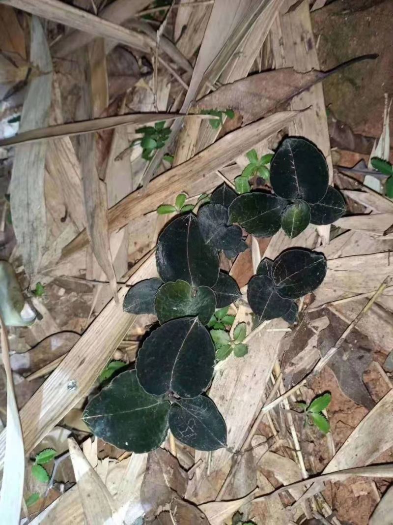 野生金线莲鲜货一手货源大量上市需要联系
