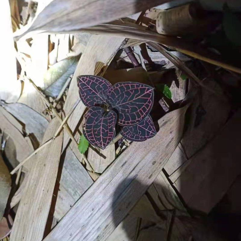 野生金线莲鲜货一手货源大量上市需要联系