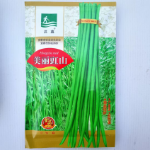 豇豆种子翠绿色品种
