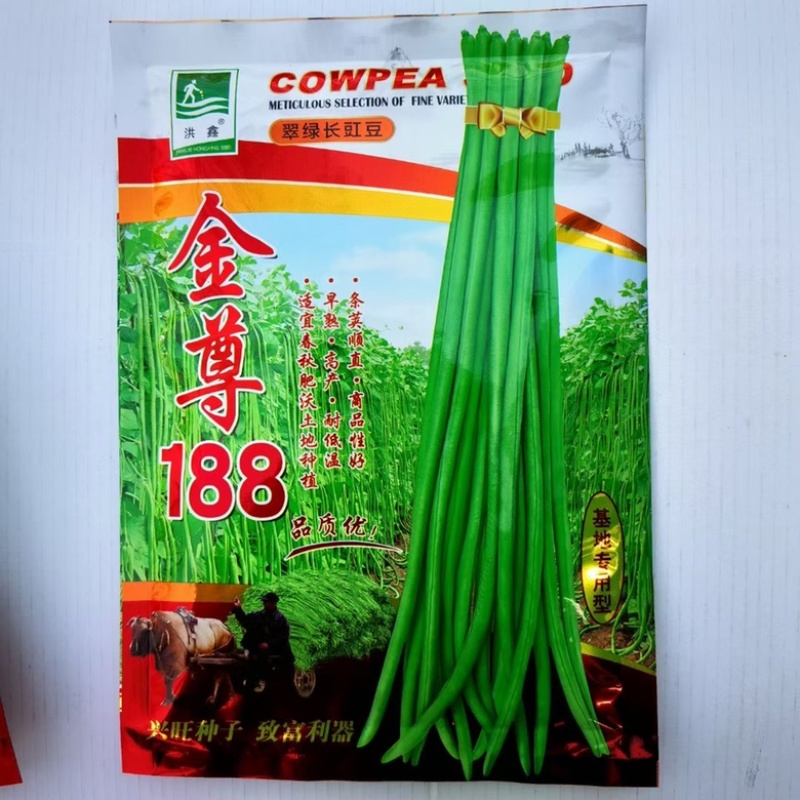 豇豆种子翠绿色品种