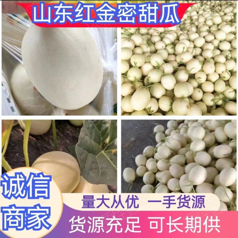 甜瓜香瓜红金密成熟度好品种多有要的联系代发全国