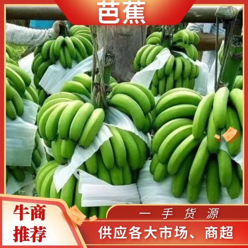 云南香蕉巴西蕉，南天黄量新品上市欢迎洽谈