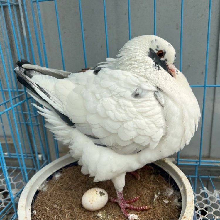 鴿子 乳鸽批发]乳鸽不开膛和净膛鸽子都有五六七两乳鸽长期有货现货