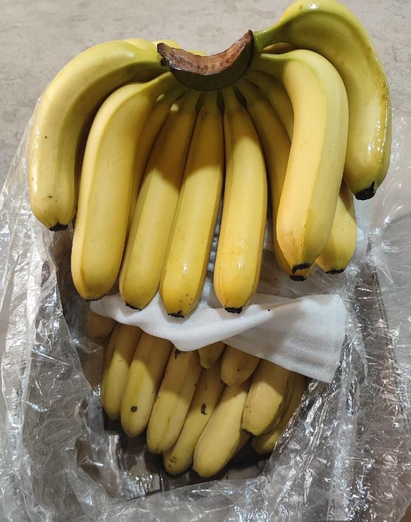 香蕉[云南香蕉][海南香蕉]大量现货，发全国，口感软糯