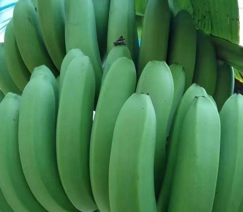 云南香蕉巴西蕉，南天黄量新品上市欢迎洽谈