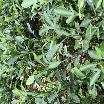 大叶枳橙小苗