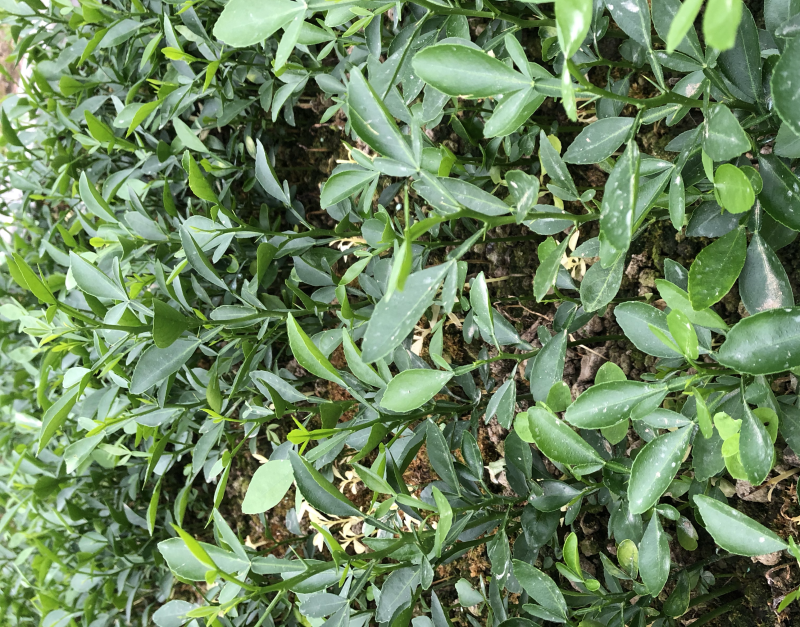 大叶枳橙小苗