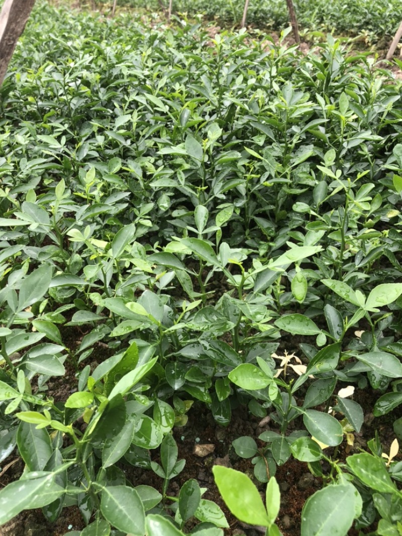 大叶枳橙小苗