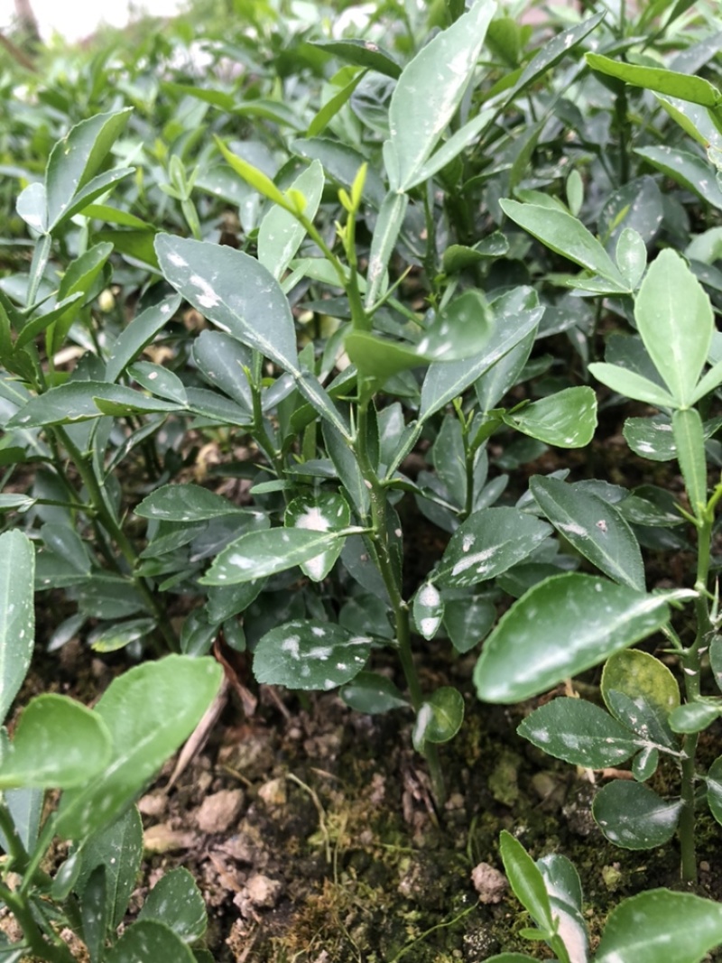大叶枳橙小苗
