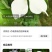 四照花