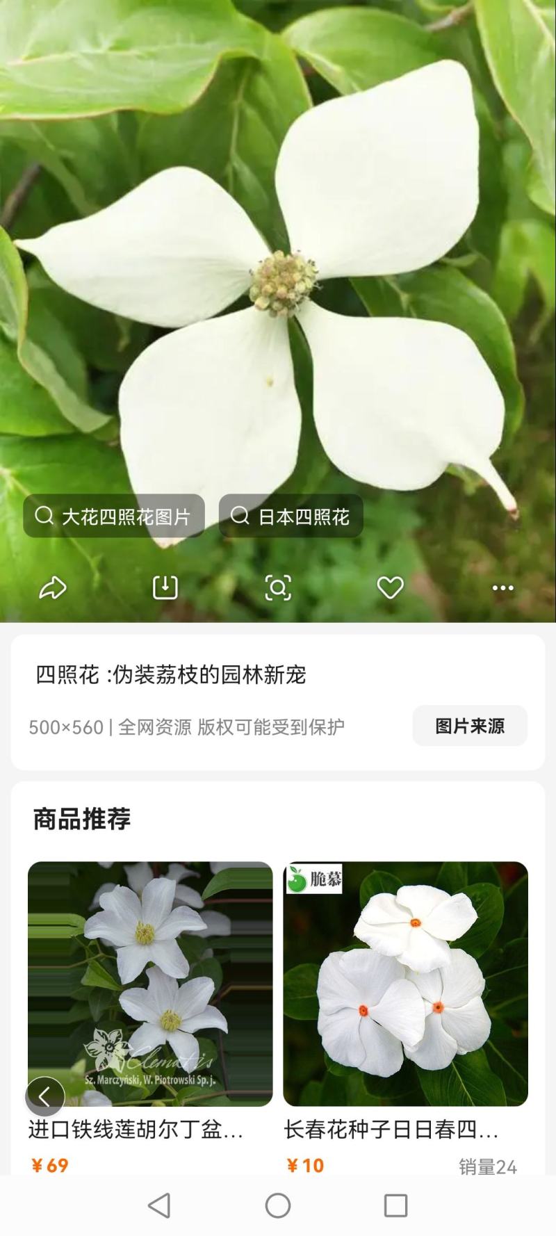四照花