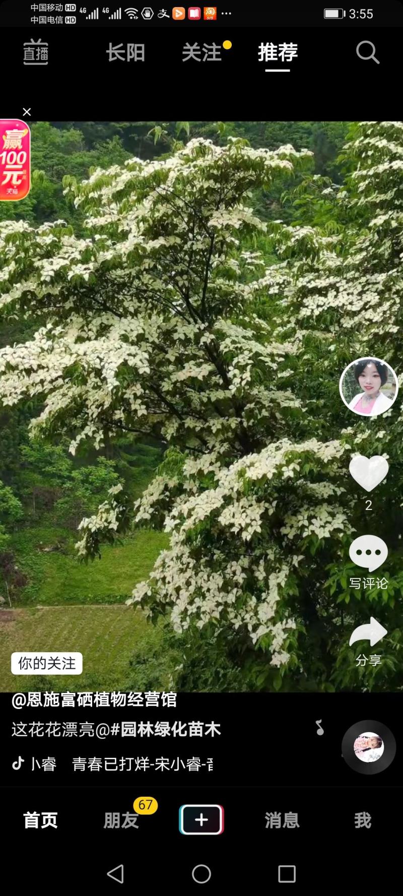 四照花