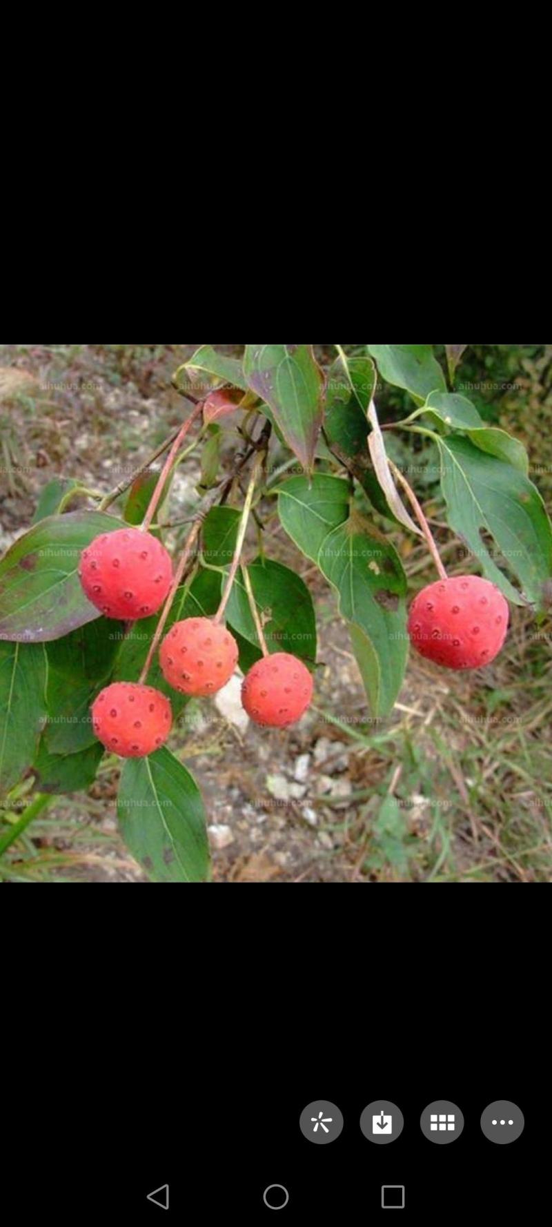 四照花