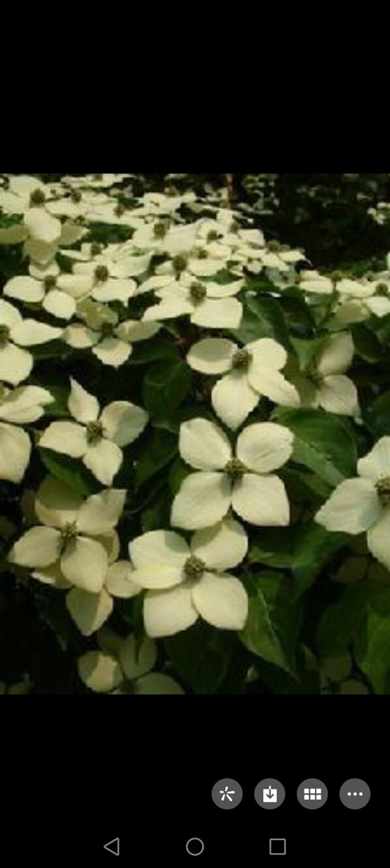 四照花