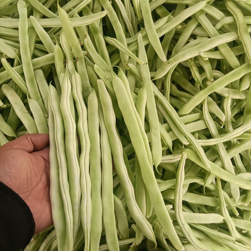 万亩白不老芸豆大量上市中